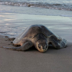 Schildkröten - Nomaden der Meere