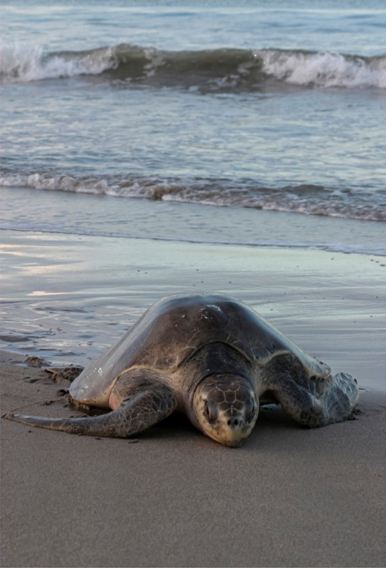 Schildkröten - Nomaden der Meere