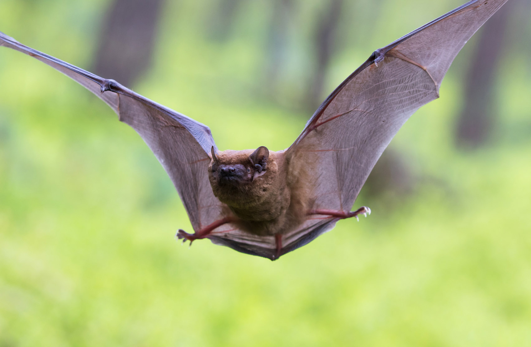 Berne: Vortrag "Faszinierende Fledermäuse"