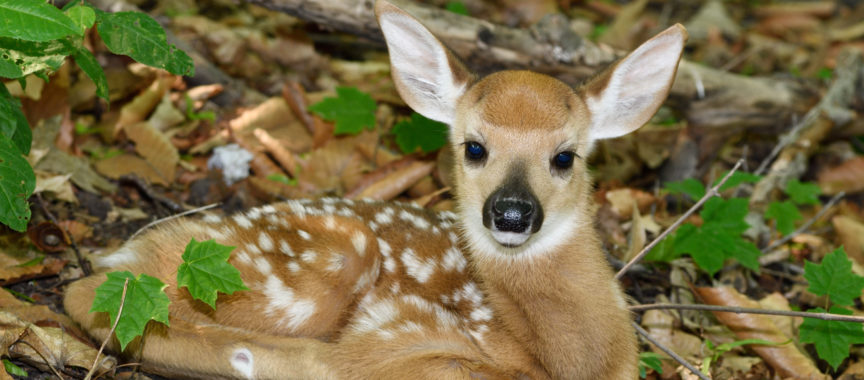 Day old tiny white tailed deer fawn with spots lying alone in forest while mother is out foraging Toronto